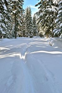 Preview wallpaper snow, trees, winter, trail, sunlight