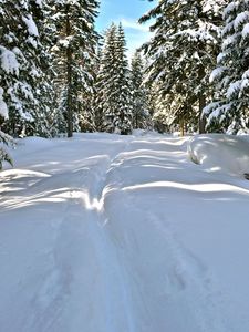 Preview wallpaper snow, trees, winter, trail, sunlight