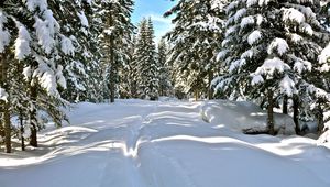 Preview wallpaper snow, trees, winter, trail, sunlight