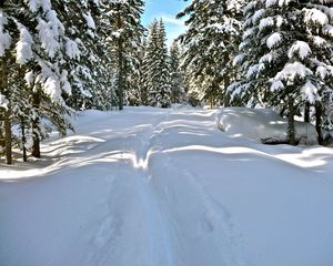 Preview wallpaper snow, trees, winter, trail, sunlight