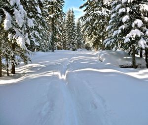 Preview wallpaper snow, trees, winter, trail, sunlight