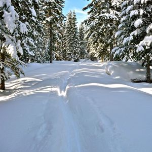 Preview wallpaper snow, trees, winter, trail, sunlight