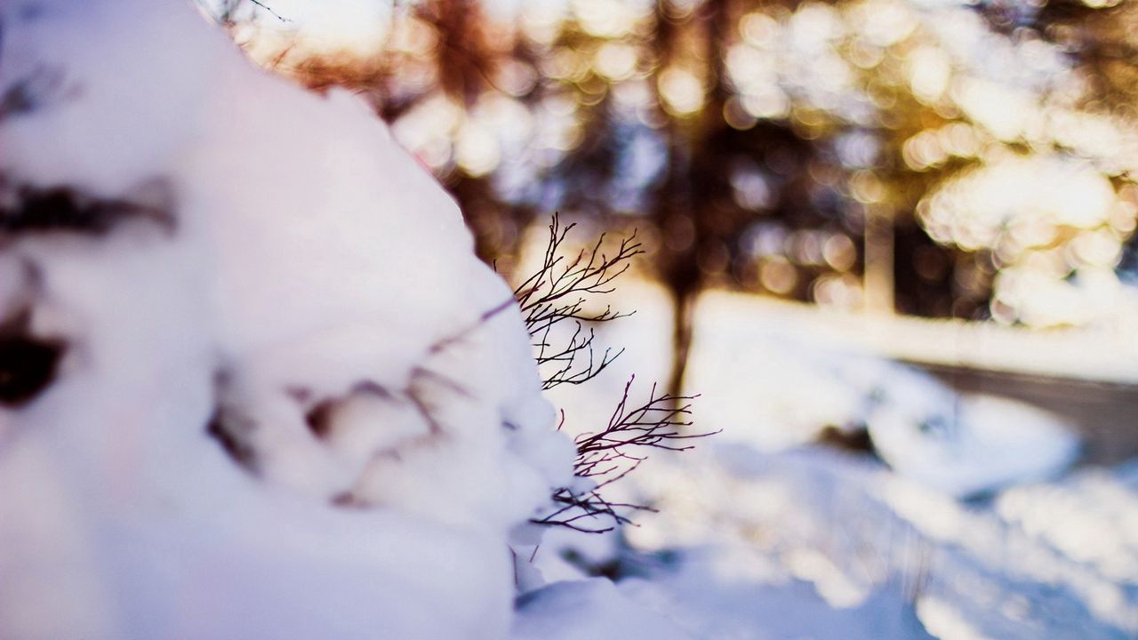 Wallpaper snow, twigs, winter