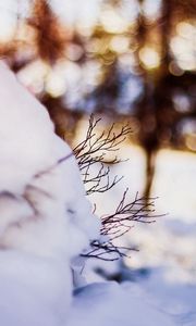 Preview wallpaper snow, twigs, winter