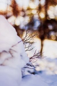 Preview wallpaper snow, twigs, winter
