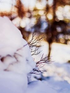 Preview wallpaper snow, twigs, winter