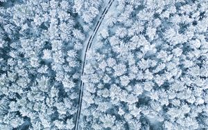 Preview wallpaper snow, winter, aerial view, forest, trees