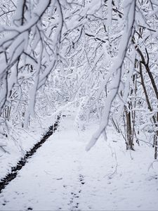 Preview wallpaper snow, winter, branches, forest