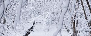 Preview wallpaper snow, winter, branches, forest