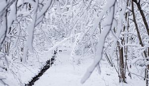 Preview wallpaper snow, winter, branches, forest