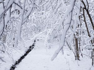 Preview wallpaper snow, winter, branches, forest