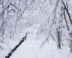 Preview wallpaper snow, winter, branches, forest