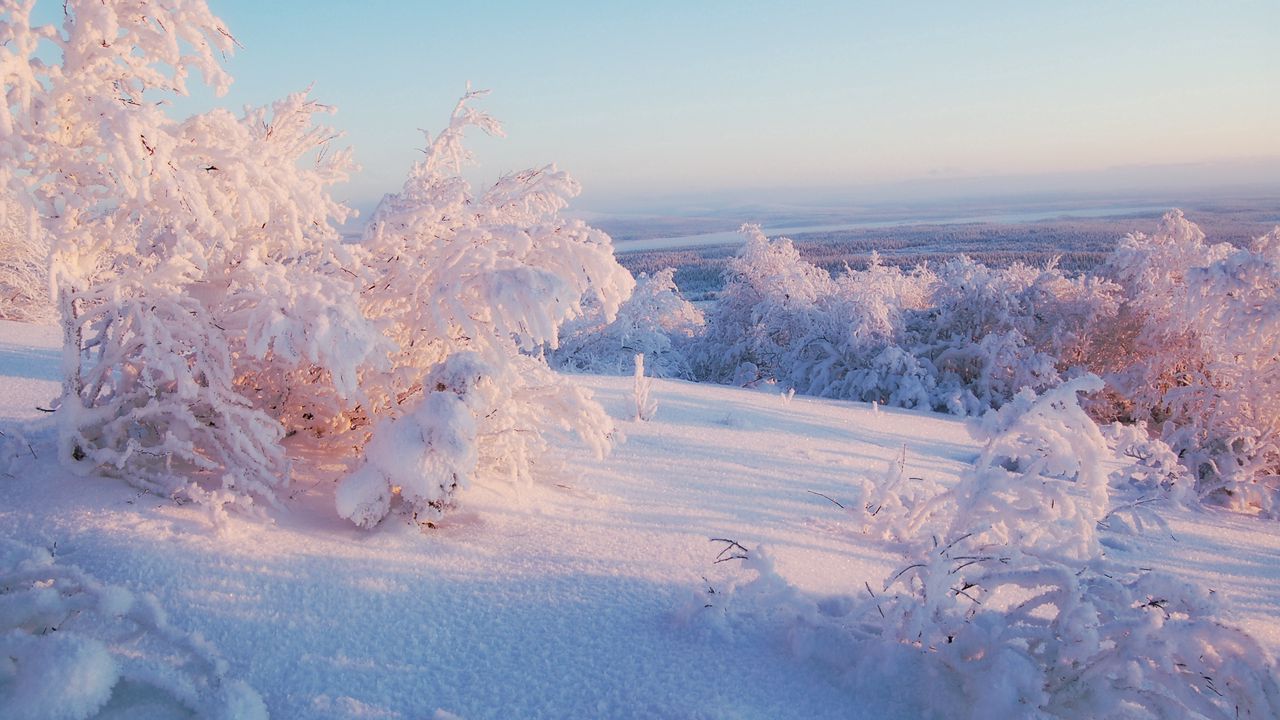 Wallpaper snow, winter, bushes, cover, veil, light, lilac