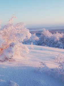 Preview wallpaper snow, winter, bushes, cover, veil, light, lilac