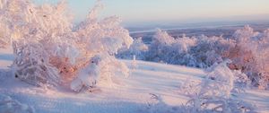 Preview wallpaper snow, winter, bushes, cover, veil, light, lilac