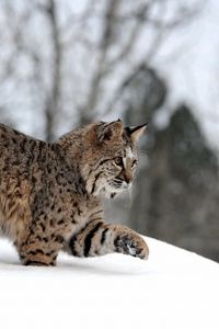 Preview wallpaper snow, winter, forest, walk, playful, lynx