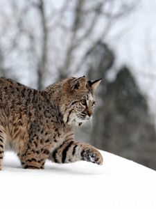 Preview wallpaper snow, winter, forest, walk, playful, lynx