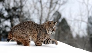 Preview wallpaper snow, winter, forest, walk, playful, lynx