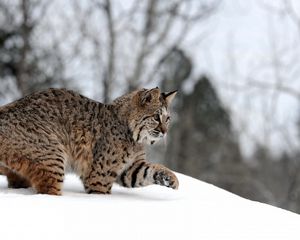 Preview wallpaper snow, winter, forest, walk, playful, lynx