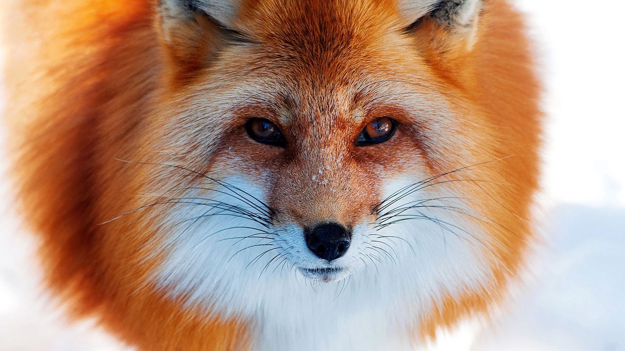 Wallpaper snow, winter, fox, red, nose