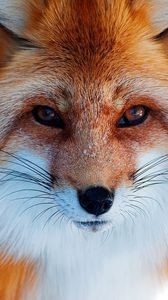 Preview wallpaper snow, winter, fox, red, nose
