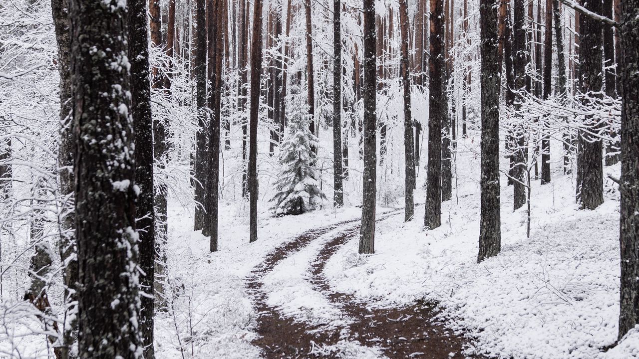 Wallpaper snow, winter, path, branches, forest