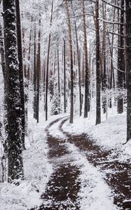 Preview wallpaper snow, winter, path, branches, forest