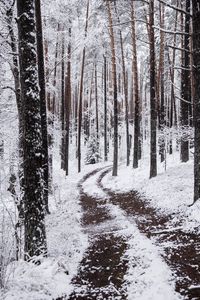 Preview wallpaper snow, winter, path, branches, forest
