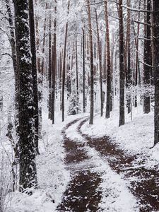 Preview wallpaper snow, winter, path, branches, forest