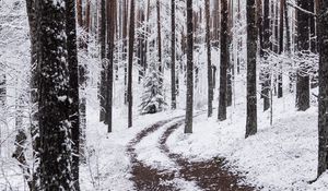 Preview wallpaper snow, winter, path, branches, forest