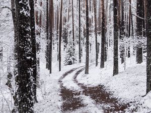 Preview wallpaper snow, winter, path, branches, forest