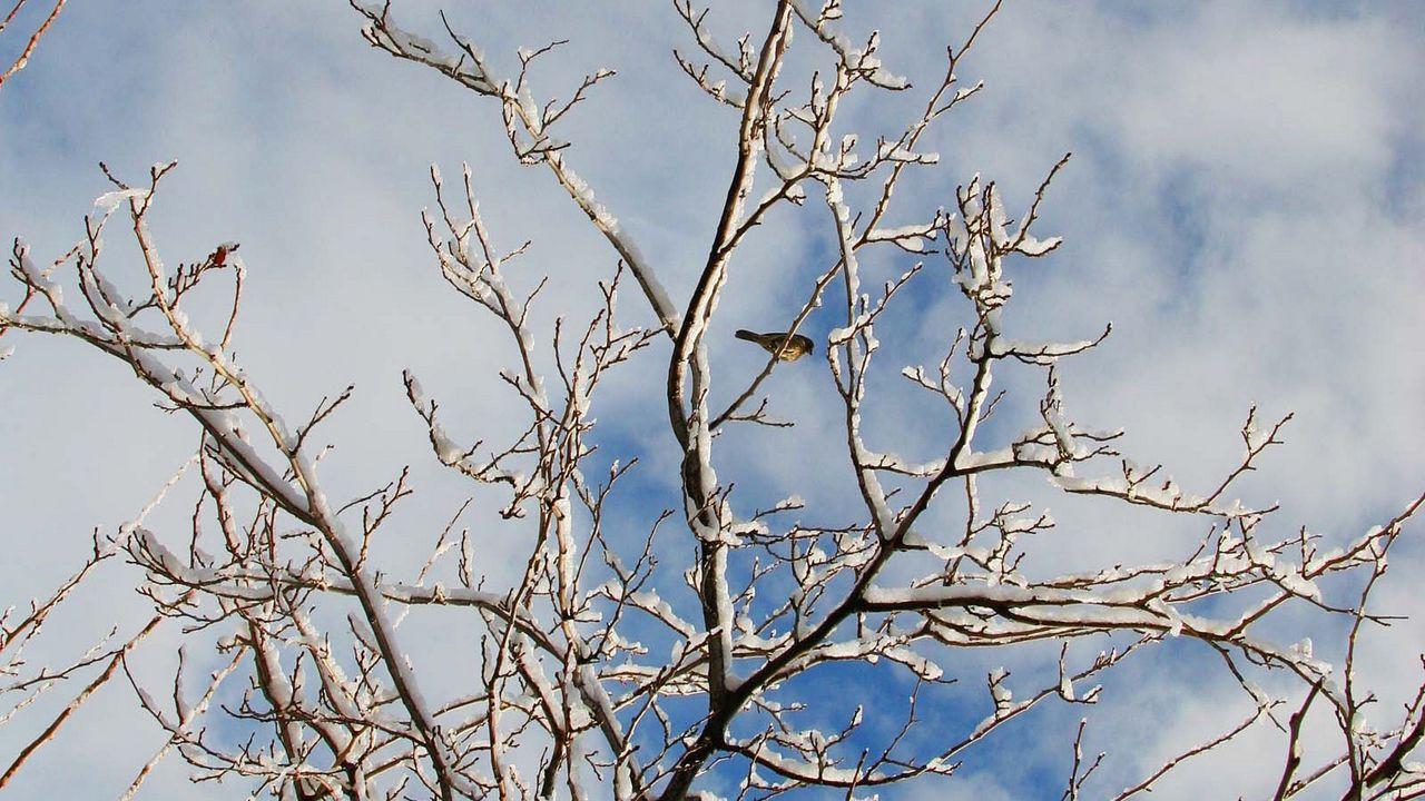 Wallpaper snow, winter, tree, branches, birds