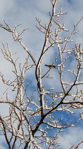 Preview wallpaper snow, winter, tree, branches, birds