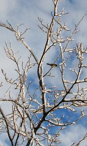 Preview wallpaper snow, winter, tree, branches, birds