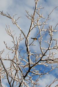 Preview wallpaper snow, winter, tree, branches, birds