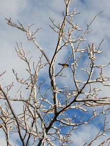 Preview wallpaper snow, winter, tree, branches, birds