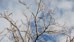 Preview wallpaper snow, winter, tree, branches, birds