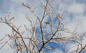 Preview wallpaper snow, winter, tree, branches, birds