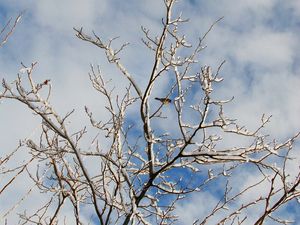 Preview wallpaper snow, winter, tree, branches, birds