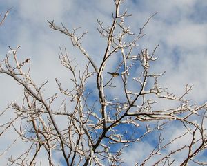 Preview wallpaper snow, winter, tree, branches, birds