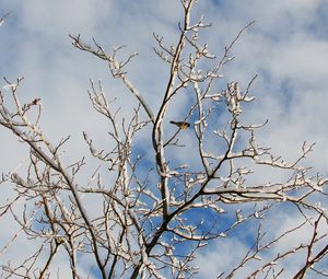 Preview wallpaper snow, winter, tree, branches, birds