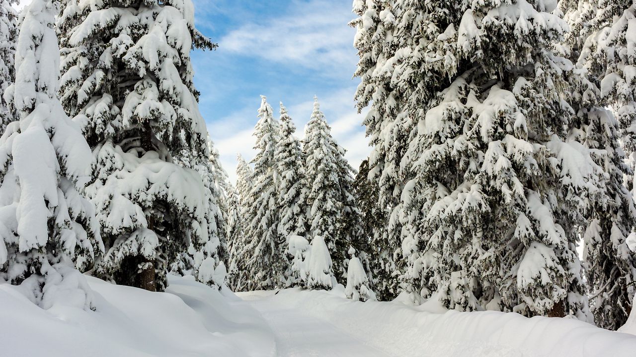 Wallpaper snow, winter, trees, forest, sky