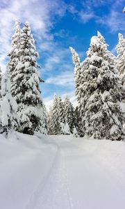 Preview wallpaper snow, winter, trees, forest, sky