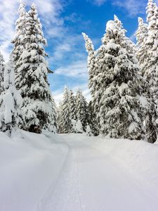 Preview wallpaper snow, winter, trees, forest, sky