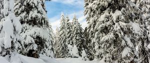 Preview wallpaper snow, winter, trees, forest, sky