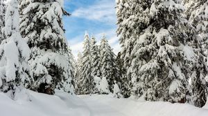 Preview wallpaper snow, winter, trees, forest, sky