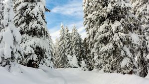 Preview wallpaper snow, winter, trees, forest, sky