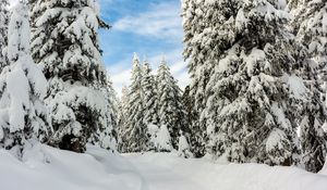 Preview wallpaper snow, winter, trees, forest, sky