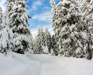 Preview wallpaper snow, winter, trees, forest, sky