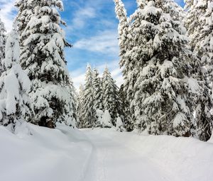 Preview wallpaper snow, winter, trees, forest, sky